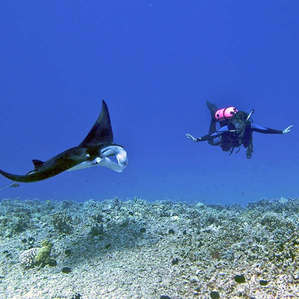 Manta Ray Dives